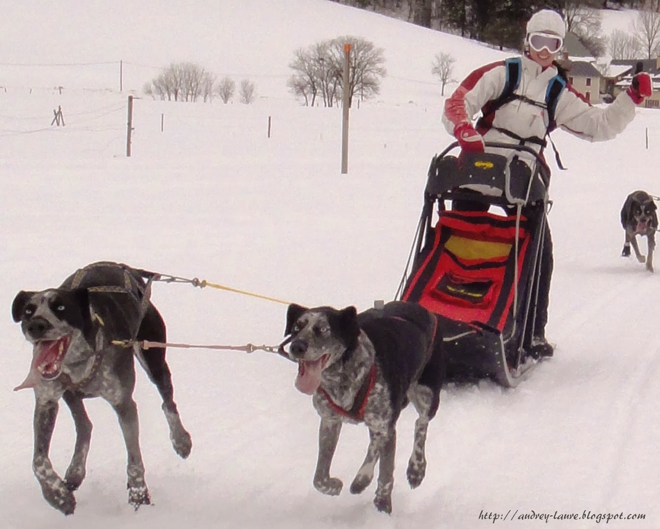 Chien de traineau isere